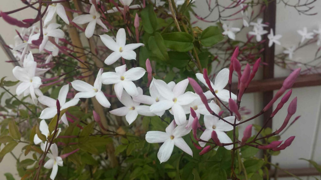 Flowering Jasmine 